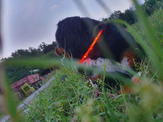 Dein Hund im Dogorama-Kalender 2021-Beitrag-Bild