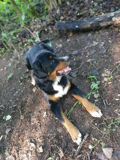 Dein Hund im Dogorama-Kalender 2021-Beitrag-Bild