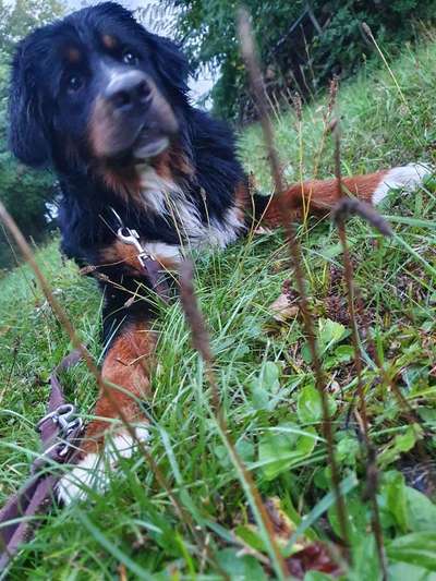 Dein Hund im Dogorama-Kalender 2021-Beitrag-Bild