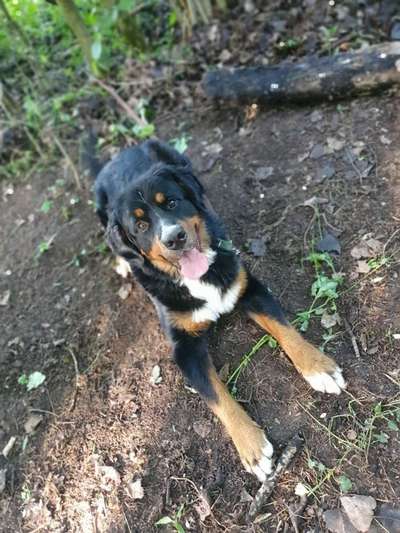 Dein Hund im Dogorama-Kalender 2021-Beitrag-Bild