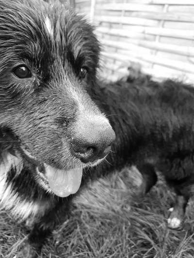 Dein Hund im Dogorama-Kalender 2021-Beitrag-Bild