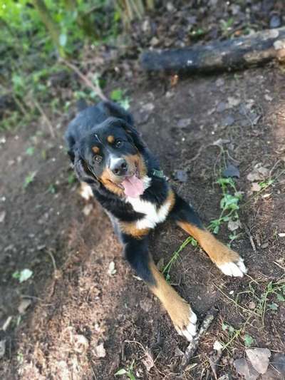 Dein Hund im Dogorama-Kalender 2021-Beitrag-Bild