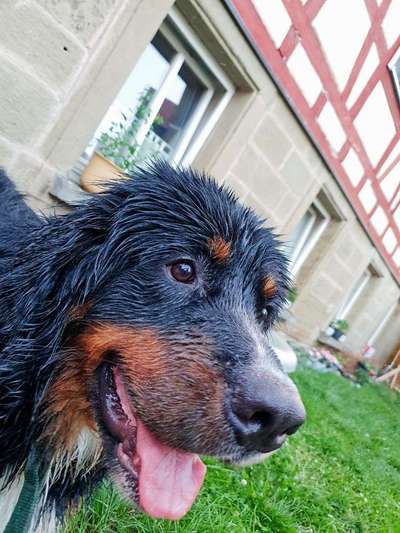 Dein Hund im Dogorama-Kalender 2021-Beitrag-Bild