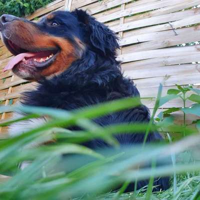 Dein Hund im Dogorama-Kalender 2021-Beitrag-Bild