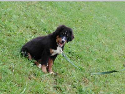 Welpen Bilder !-Beitrag-Bild