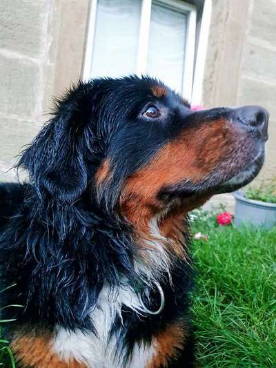 Dein Hund im Dogorama-Kalender 2021-Beitrag-Bild