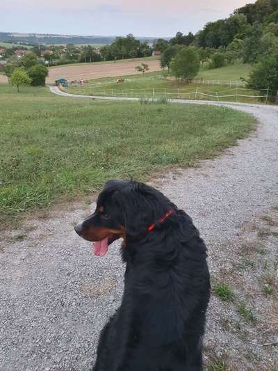 Dein Hund im Dogorama-Kalender 2021-Beitrag-Bild