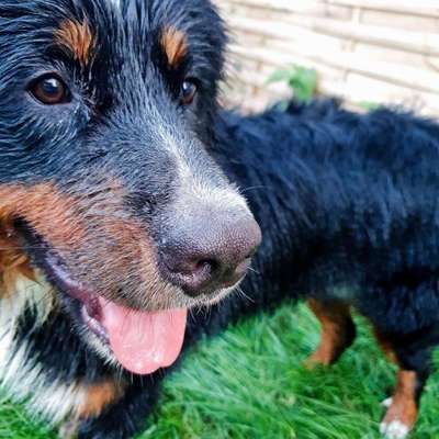 Dein Hund im Dogorama-Kalender 2021-Beitrag-Bild