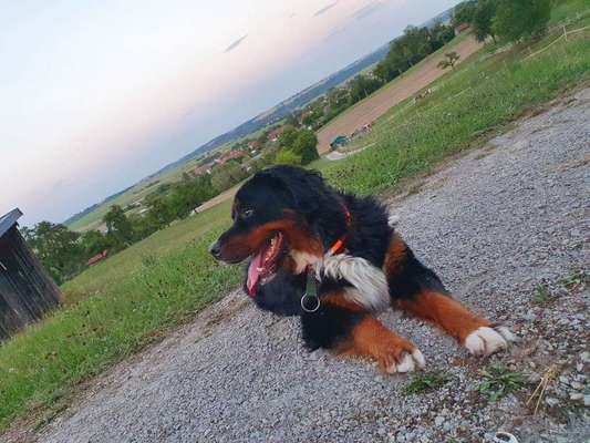 Dein Hund im Dogorama-Kalender 2021-Beitrag-Bild