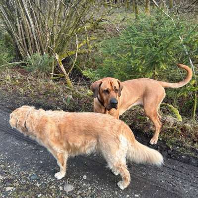 %{de_profession_title}-Gassiservice-Bild