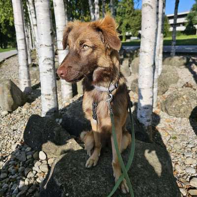 Hundetreffen-Gassitreffen Rehling und Umgebung-Profilbild