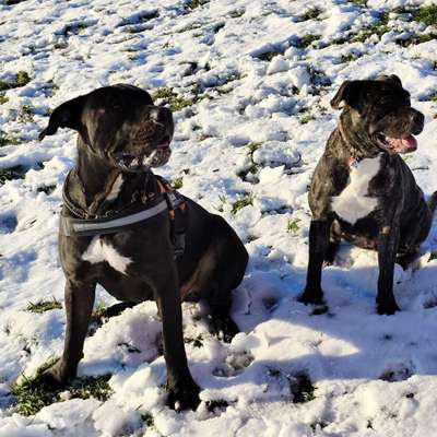 Hundetreffen-Spielgefährten und Gassipartner gesucht-Bild
