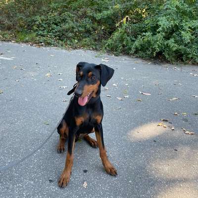 Hundetreffen-Social Walk-Bild