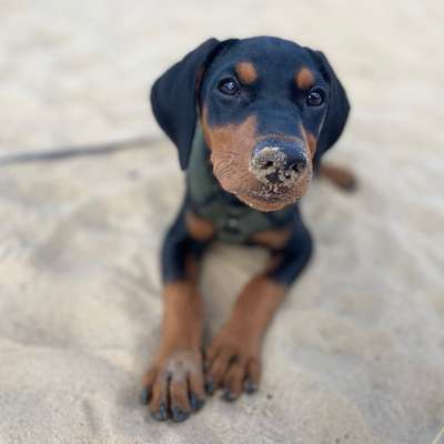 Hundetreffen-Social Walk-Bild