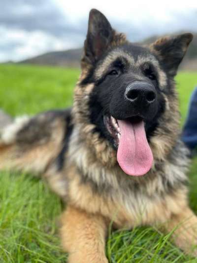 Schäferhund-Beitrag-Bild