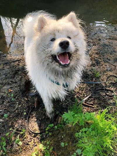 Hundetreffen-Gemeinsame Spaziergänge-Bild