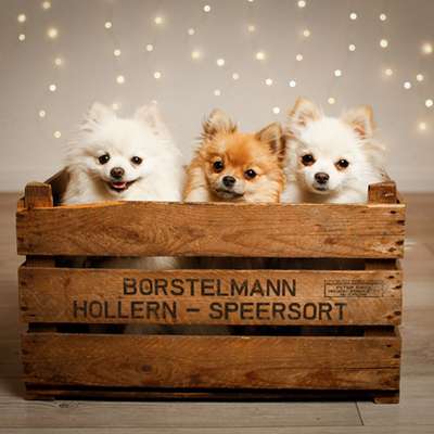 Hundetreffen-Welpentreffen-Profilbild