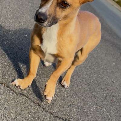 Entlaufene, Gefundene und Vermisste Hunde-Beitrag-Bild