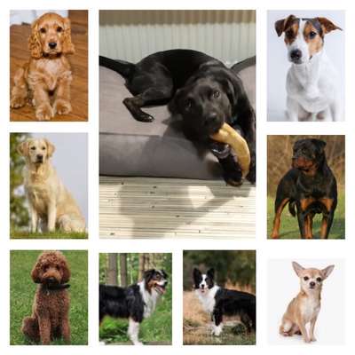 Labradorfans-Beitrag-Bild