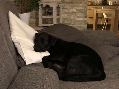 Labradorfans-Beitrag-Bild