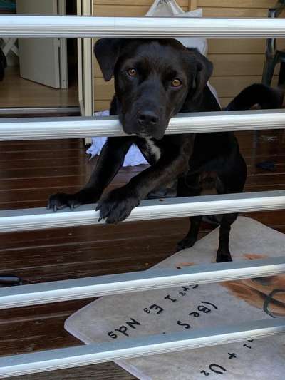 Labradorfans-Beitrag-Bild