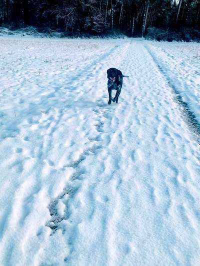 Schneehund-Beitrag-Bild