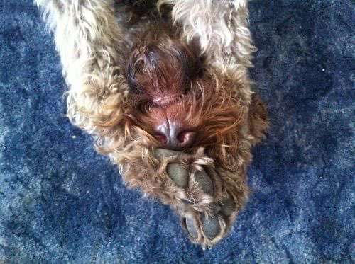 Pfötchen-Beitrag-Bild