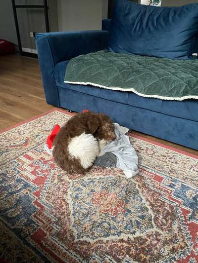 Dogorama Photo Challenge - Hündische Haushaltshilfe-Beitrag-Bild