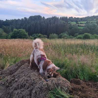 Hundetreffen-Sozialisierung social walk-Bild