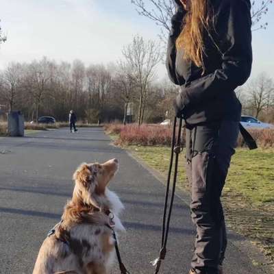 Hundetreffen-Wandern mit Hund 🐕-Profilbild