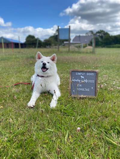 Hundeschulen-Simply dogs-Bild