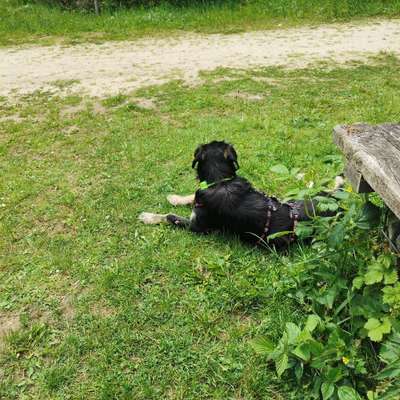 Hundetreffen-Spielkontakte gesucht-Bild