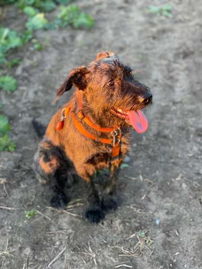 Braucht mein Hund einen Pulli/ Mantel?-Beitrag-Bild