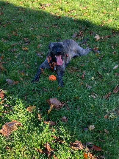 Nervende Nachbarn-Beitrag-Bild