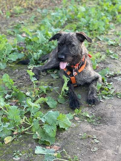 Braucht mein Hund einen Pulli/ Mantel?-Beitrag-Bild