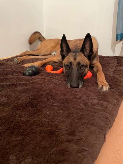 Malinois-Beitrag-Bild