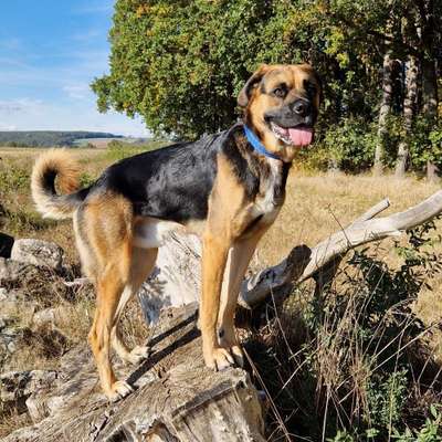 Hundetreffen-Treffen bevorzugt mit souveränen Hunden, um Begegnungen zu trainieren-Bild