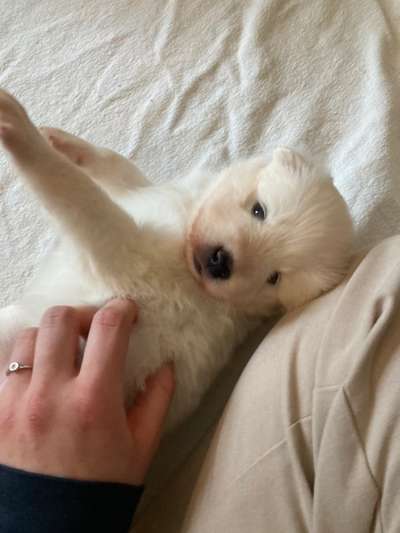 Welpen Bilder !-Beitrag-Bild