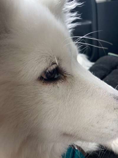 Conjunctivitis Follikularis (besondere Form der Bindehautentzündung)-Beitrag-Bild