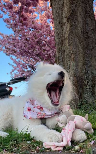 Dogorama Photo Challenge - Dein Hund beim Gähnen-Beitrag-Bild