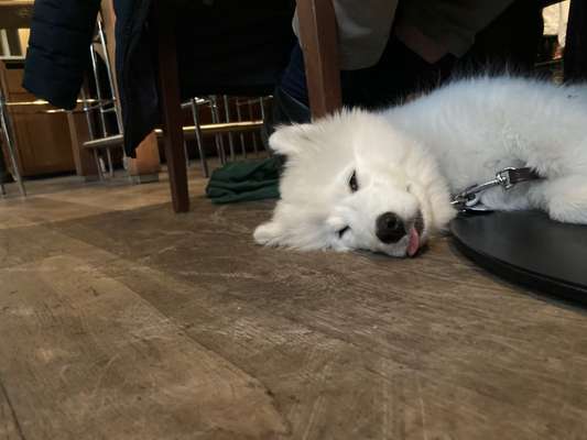 Fotosammlung: ,,Der natürliche Hund" Unbearbeitet, ungestellt und in Natura-Beitrag-Bild