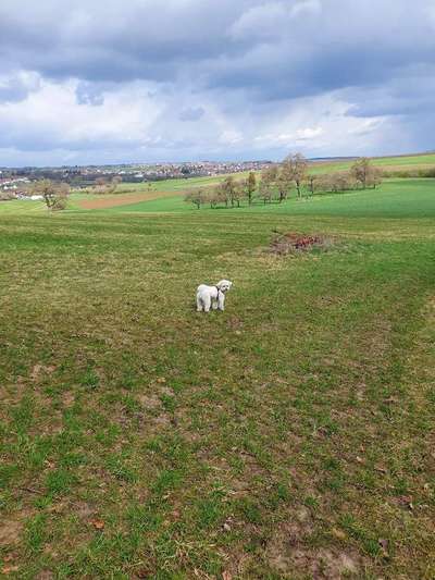 Hundetreffen-Gassi gehen mit malteser-Bild