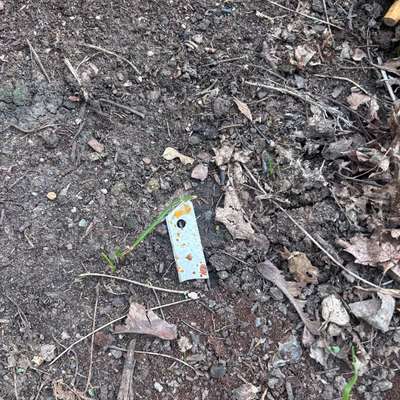 Giftköder-Rasierklinge-Bild