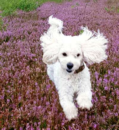 Die Dogorama Kalender Challenge Teil 1/4-Beitrag-Bild