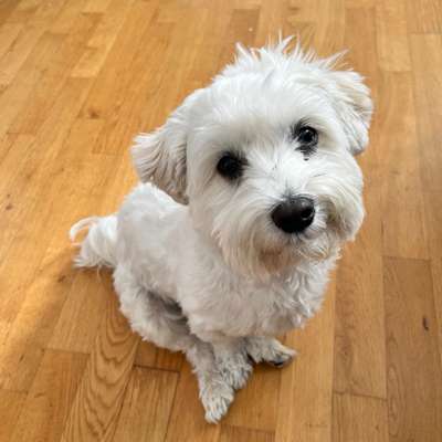 Hundetreffen-Suche flexiblen Dog-Sitter für Oscar (Malteser)-Bild