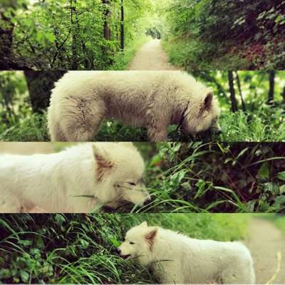 Foto's und Hundemodels-Beitrag-Bild