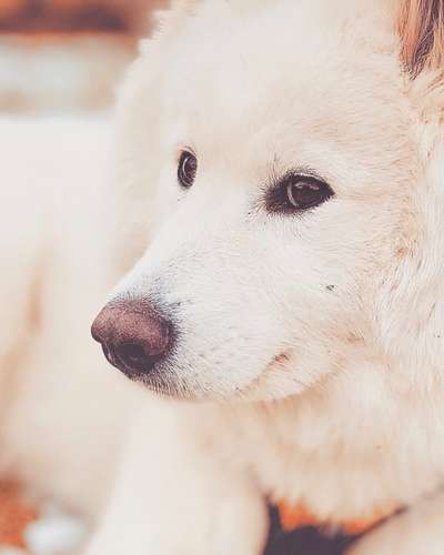 CHALLENGE NR. 19 - Der Hundeblick-Beitrag-Bild