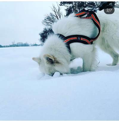 Nordische Hunde-Beitrag-Bild