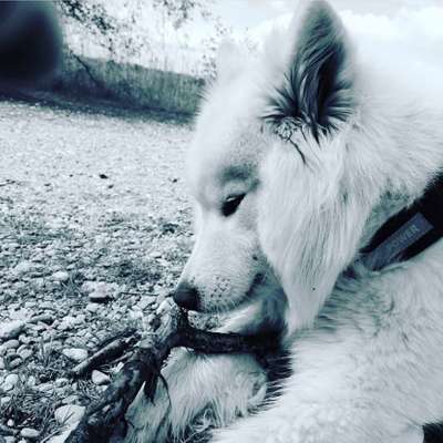 Foto's und Hundemodels-Beitrag-Bild