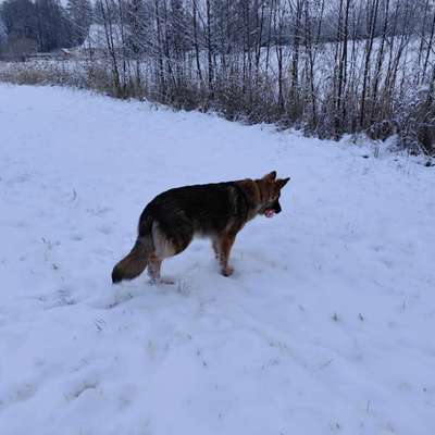 Hundetreffen-Gassi gehen-Bild